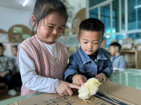 小鸡怎样生活_小鸡的生活常识_小鸡生活方式