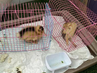 小鸡生活方式_小鸡的生活常识_小鸡怎样生活
