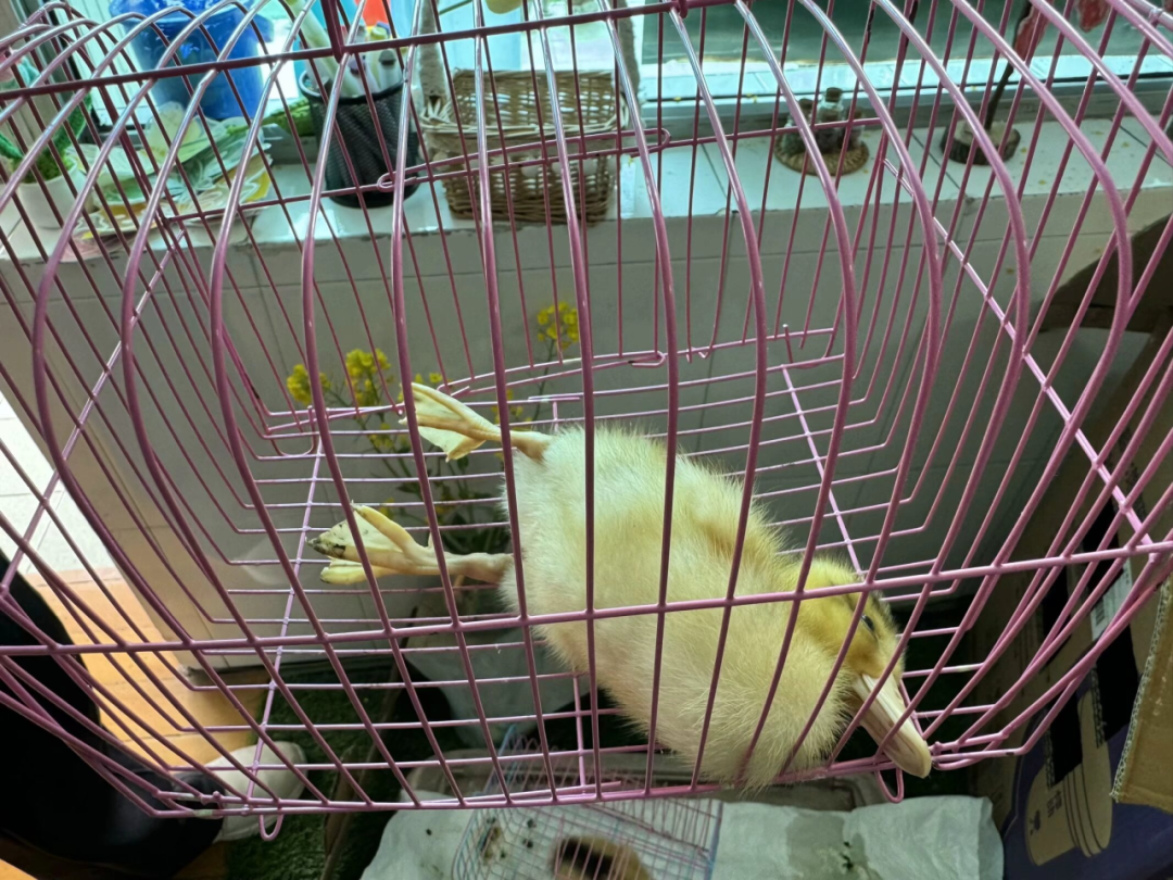 小鸡怎样生活_小鸡生活方式_小鸡的生活常识