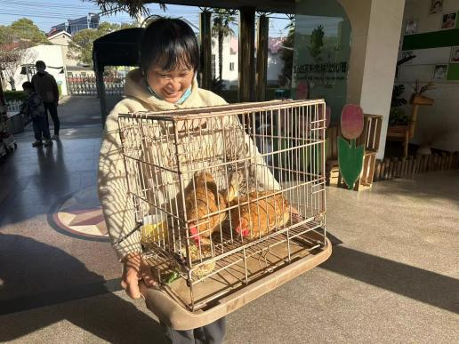小鸡生活方式_小鸡怎样生活_小鸡的生活常识