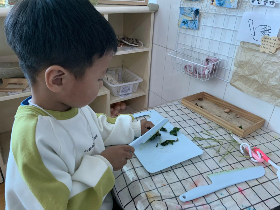 小鸡生活方式_小鸡的生活常识_小鸡怎样生活