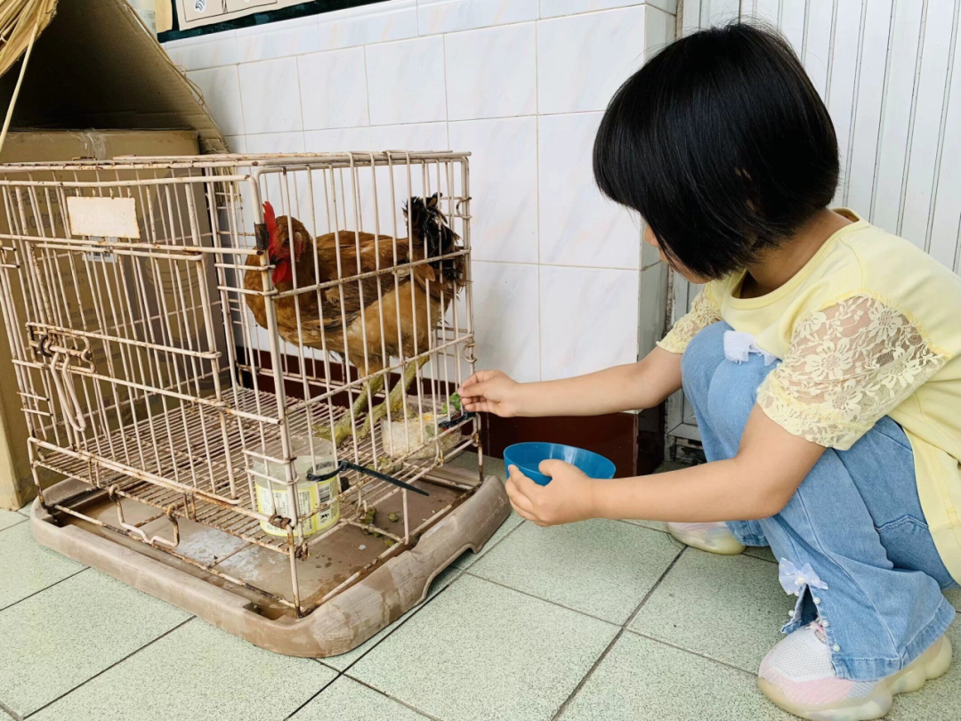 小鸡的生活常识_小鸡怎样生活_小鸡生活方式