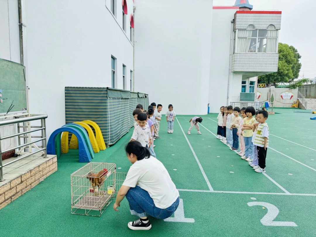 小鸡生活方式_小鸡怎样生活_小鸡的生活常识