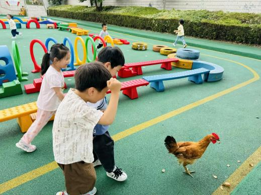 小鸡生活方式_小鸡的生活常识_小鸡怎样生活