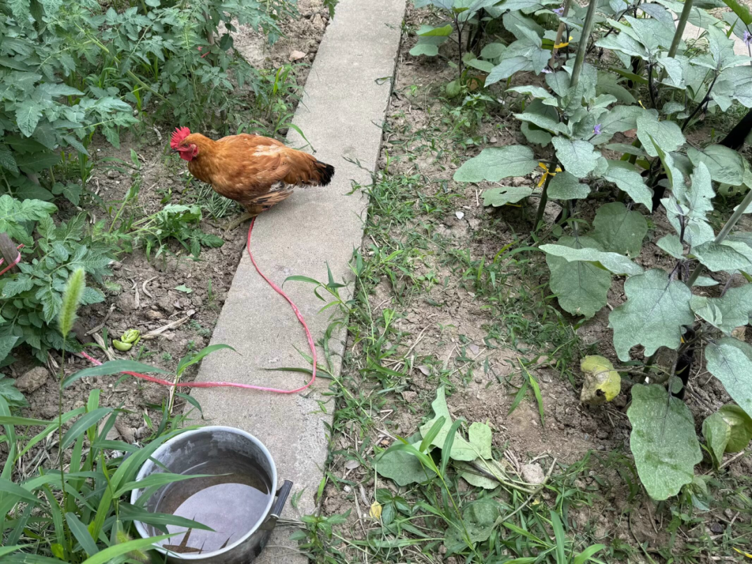 小鸡怎样生活_小鸡的生活常识_小鸡生活方式