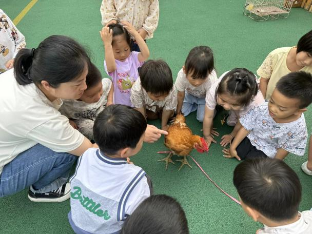 小鸡的生活常识_小鸡怎样生活_小鸡生活方式