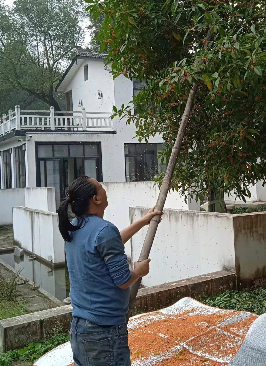 当下爆火的“青年养老院”，和民宿到底有什么区别？